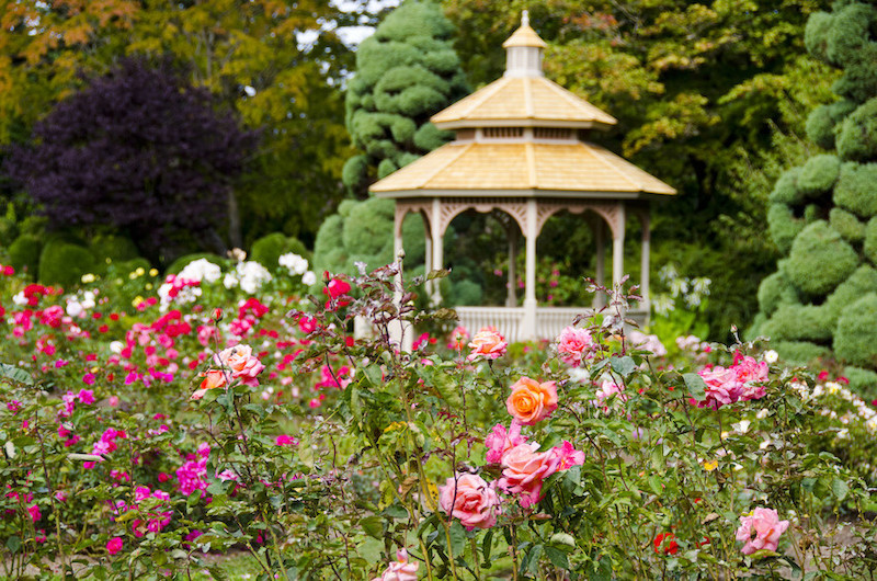Image Result For The Rose Garden At Woodland Parkzoo Woodland Park Zoo
